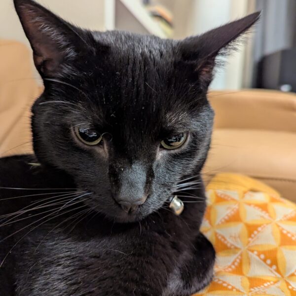 A black cat looks out with a judgy expression, while reclining on an orange and yellow pillow.