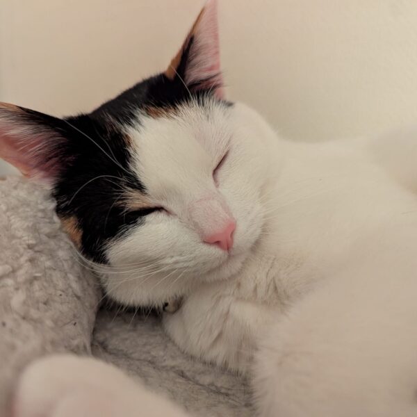 A very sleepy calico is curled up on a grey speckled cat bed. Her little pink nose is extra adorable.
