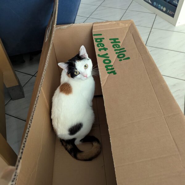 A calico cat with one orange and one black spot takes up the natural position of cats the world over: she is in a box.