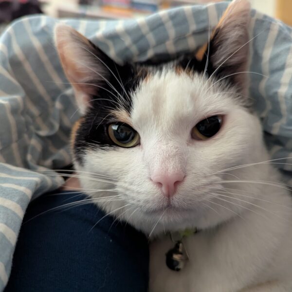 The cheekbones on this one! A calico cat looks at you intensely. She is wearing a tiny bell.