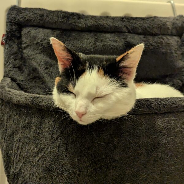 A calico cat appears to be asleep, but in an unusual position with her head hanging over her radiator bed looking for all the world like the head of a headless ghost-cat.