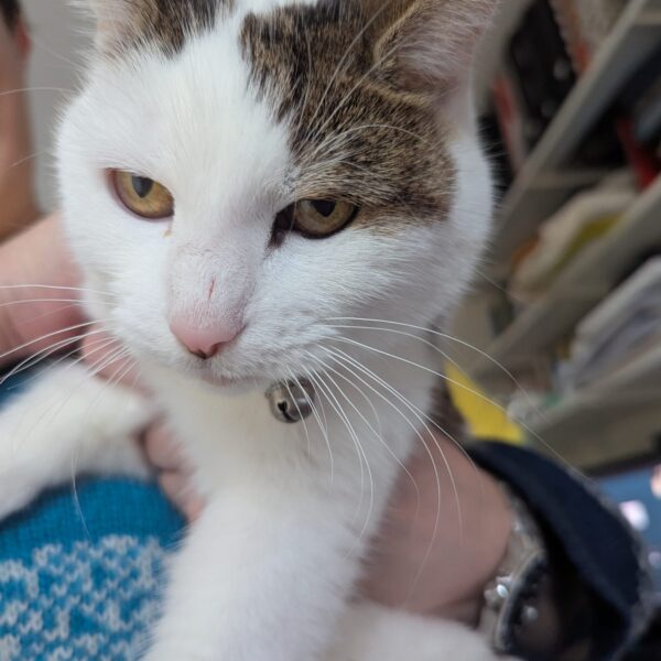 This brown and white tabby is a little annoyed at being picked up, but it's all so you can see she has one eye ringed with beautiful kohl eyeliner.