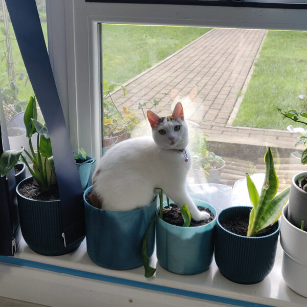 Quinn fits, and sits, on a plant pot. Poor plant.