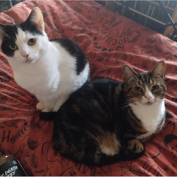 Luna is the white and black cat on the left, Nyxie is the tabby and white on the right.