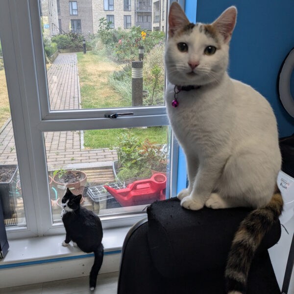 Quinn is perched on a chair, looking quizzically at the photographer. Talia is looking out of the window below.